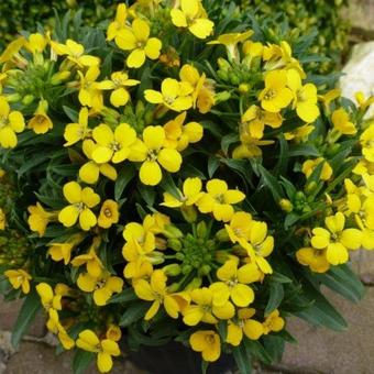 Erysimum linifolium 'Fragrant Sunshine'