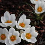 Crocus vernus 'Jeanne d'Arc' - Krokus, wilde krokus