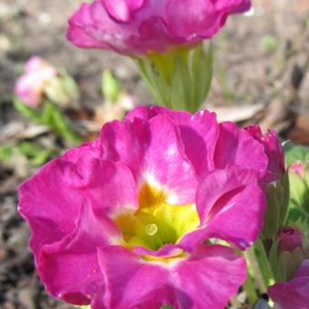 Primula vulgaris 'Suze'