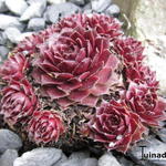 Sempervivum 'Rubin' - Huislook