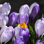 Crocus - Krokus