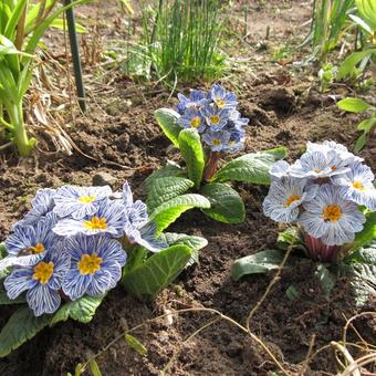 Primula vulgaris 'Zebra Blue'