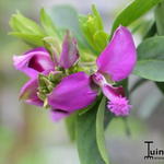 Polygala myrtifolia 'Bibi Pink - Vleugeltjesbloem