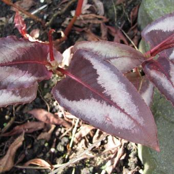 Persicaria microcephala 'Red Dragon'