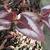 Persicaria microcephala 'Red Dragon'