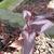 Persicaria microcephala 'Red Dragon'