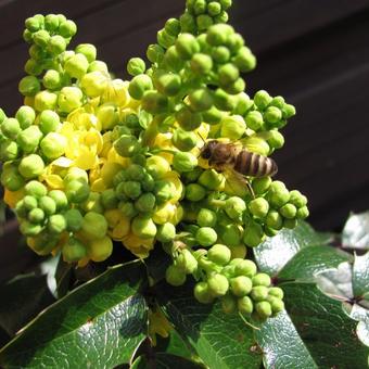 Mahonia aquifolium 'Smaragd'