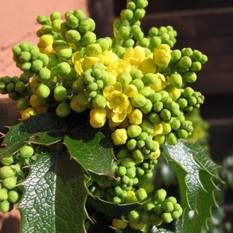 Mahonia aquifolium 'Smaragd'