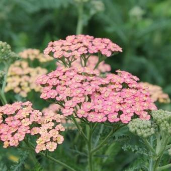 Achillea millefolium 'Wesersandstein'