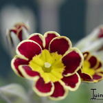 Primula 'Gold Lace Hybrids' - Sleutelbloem