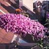 Vlinderstruik - Buddleja davidii 'Border Beauty'