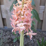 Hyacinthus orientalis 'Gipsy Queen'  - Hyacint