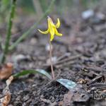 Erythronium umbilicatum - Hondstand, Forellelie