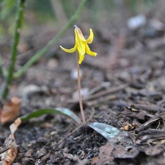 Erythronium umbilicatum