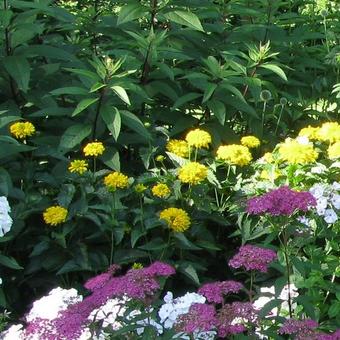 Helianthus decapetalus 'Soleil d'Or'