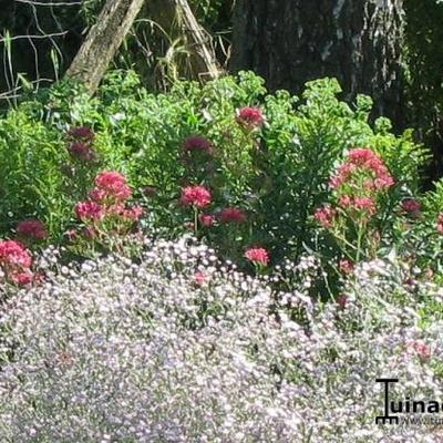 Rode valeriaan, Spoorbloem - Centranthus ruber 'Coccineus'