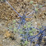 Eryngium creticum - Griekse kruisdistel