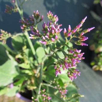 Limonium 'Salt Lake'