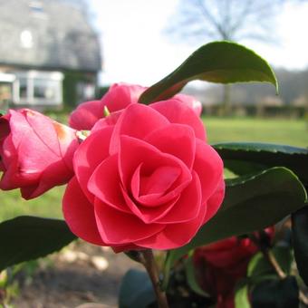 Camellia japonica