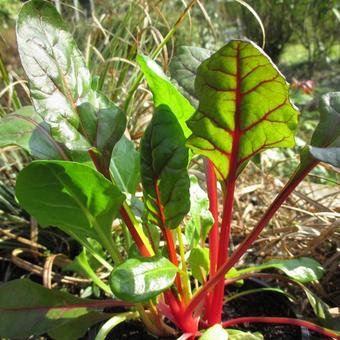 Beta vulgaris subsp. cicla 'Bright Lights'