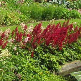 Astilbe x arendsii 'Fanal'