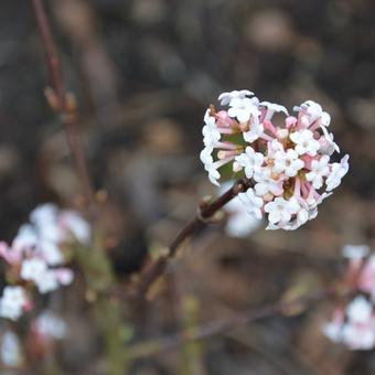 Viburnum grandiflorum