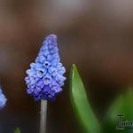 Muscari azureum - Druifhyacint, Blauwe druifjes