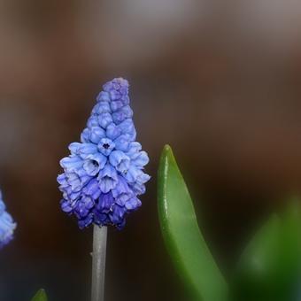 Muscari azureum