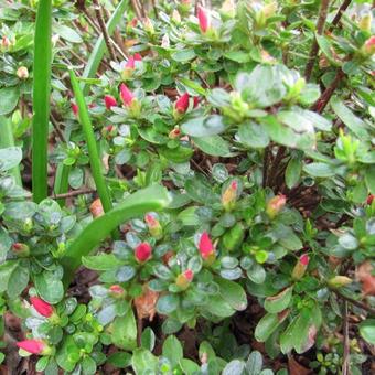 Rhododendron 'Anouk'