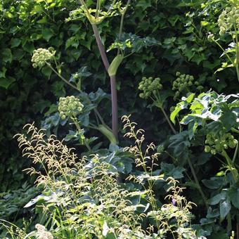 Aruncus dioicus 'Kneiffii'