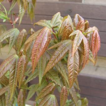 Acer palmatum