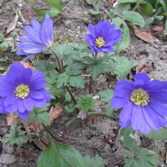 Anemone blanda