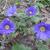 Anemone blanda