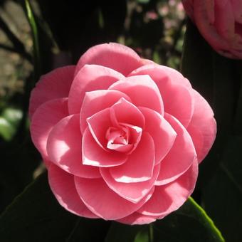 Camellia japonica (Roze)