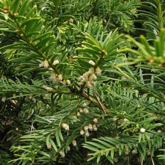 Taxus baccata