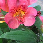 Alstroemeria 'PRINCESS Elaine' - Incalelie