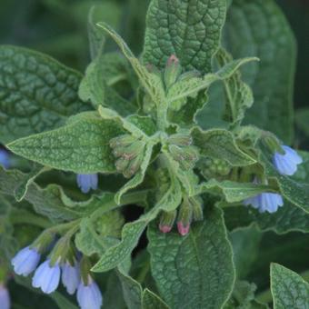 Symphytum azureum