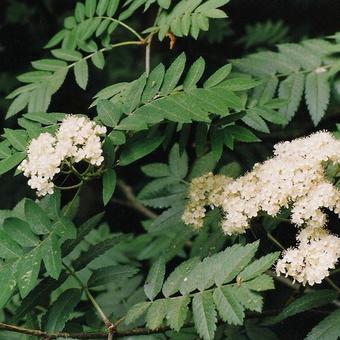 Sorbus aucuparia