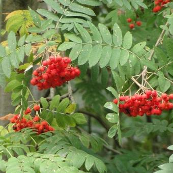 Sorbus aucuparia