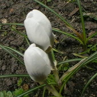 Crocus chrysanthus 'Ard Schenk'