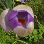 Crocus sieberi subsp. Sublimis 'Tricolor' - Kretenzische krokus, Sneeuwkrokus