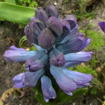 Hyacinthus orientalis 'Delft Blue'