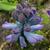 Hyacinthus orientalis 'Delft Blue'