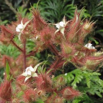 Rubus phoenicolasius