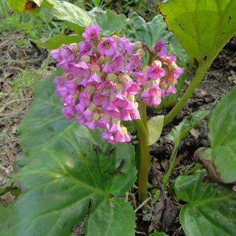 Bergenia hybride