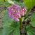 Bergenia hybride