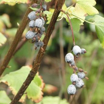 Ribes sanguineum roseum