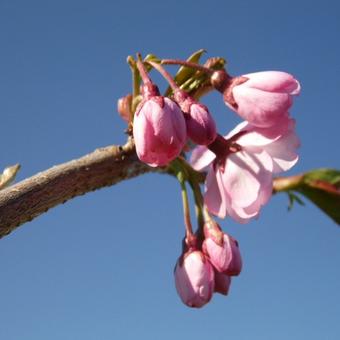 Prunus 'Accolade'