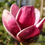 Magnolia soulangeana x lilliflora 'Genie' - Beverboom