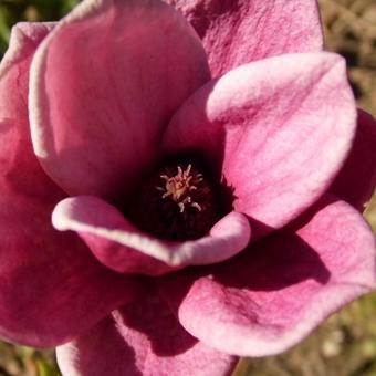 Magnolia soulangeana x lilliflora 'Genie'